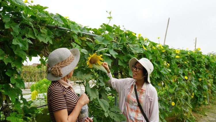 Conservation of SEED