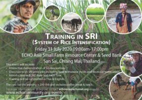 Training in System of Rice Intensification (SRI), July 31, 2020, Thailand