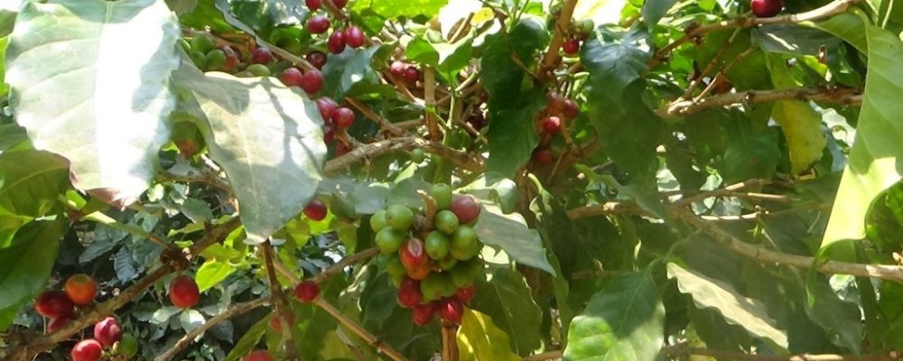 MYANMAR: Coffee farmer boosts income by adding value to organic coffee products