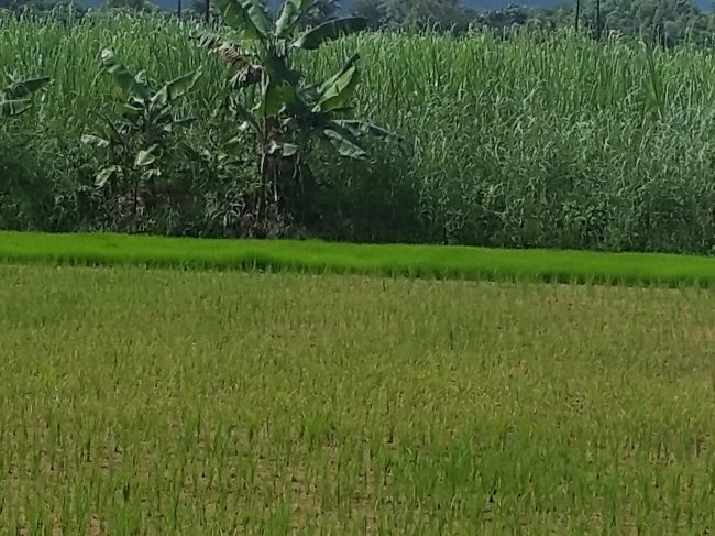 Ye Htut Aung farm