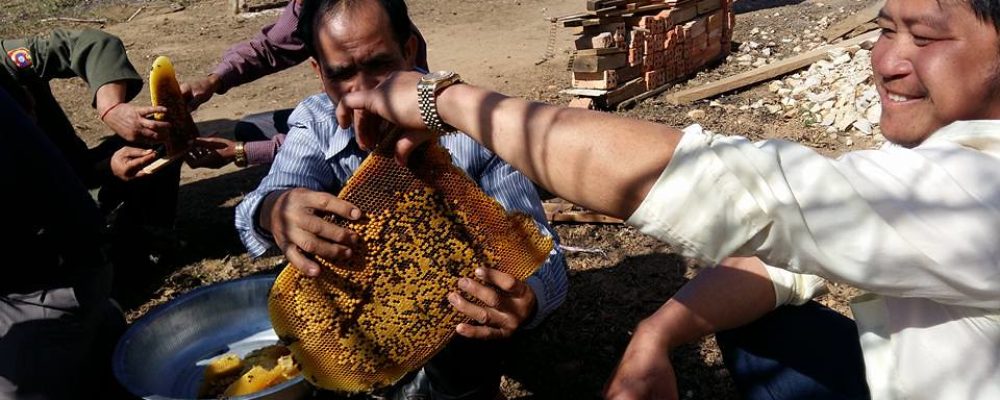 Xieng Khuang beekeepers savour sweet taste of success
