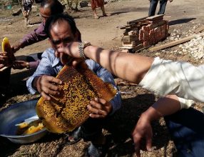 Xieng Khuang beekeepers savour sweet taste of success
