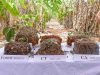 Conservation Agriculture and Sustainable Intensification Consortium (CASIC), Cambodia