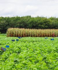 Innovation for Sustainable Agriculture (ISA)