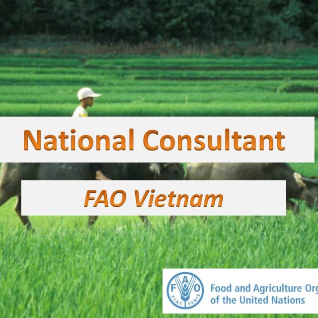 National Consultant, FAO Vietnam