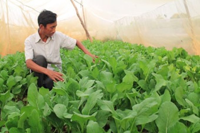 Nethouse helps a vegetable producer stop using chemical pesticide