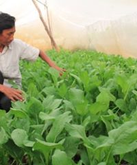 Nethouse helps a vegetable producer stop using chemical pesticide