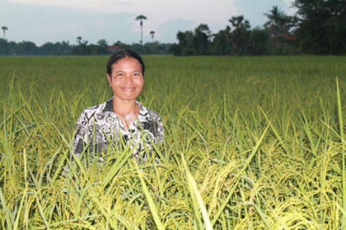 A Champion organic SRI farmer in Cambodia
