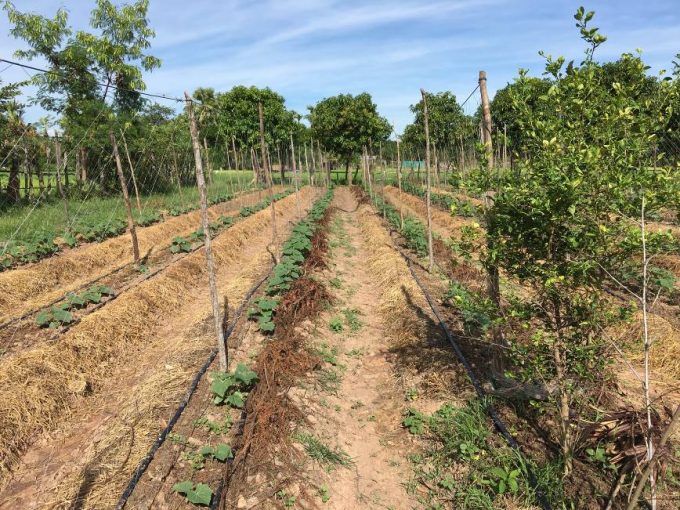 Integration of multi-purpose trees, fruit trees, rice, vegetable and livestock, Cambodia
