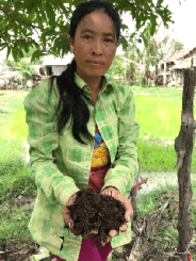 Vegetable growing with agroecological practices, Cambodia