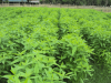Green manure (Crotalaria juncea) for paddy cultivation, Myanmar