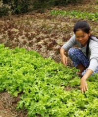 A passionate farmer to organically grow vegetable