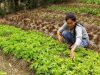 A passionate farmer to organically grow vegetable