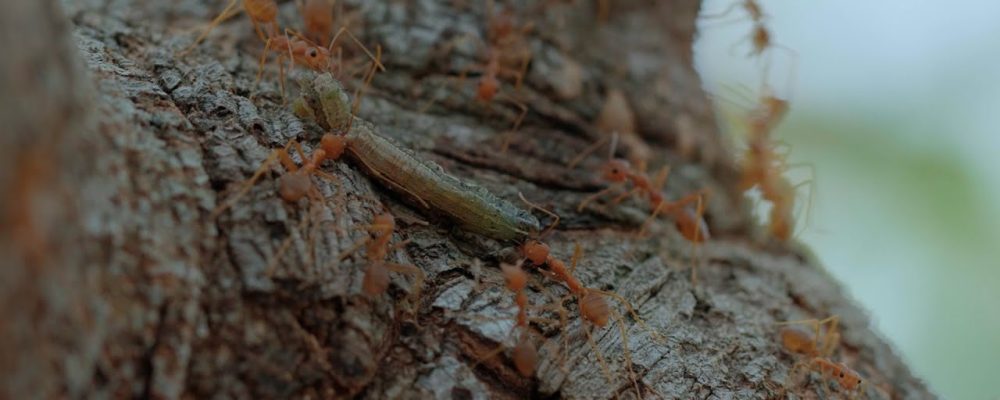 The Role of Weaver Ants in Sustainable Agriculture