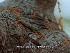 The Role of Weaver Ants in Sustainable Agriculture