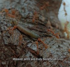 The Role of Weaver Ants in Sustainable Agriculture