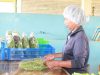 Growing chemical-free lettuces on 500 m2 allows Ms. Sok Sier to earn a decent living