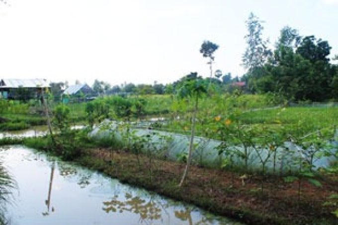 Vegetable garden, surrounded by water channel; poultry pen is seen in the background