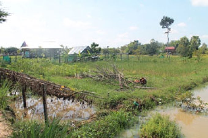 Rice field, surrounded by water channel; poultry pen is seen in the background
