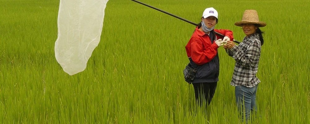 Making a Case for Safer Ways to Fight Rice Pests in the Greater Mekong