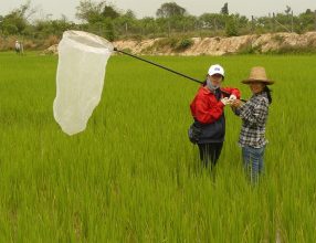 Making a Case for Safer Ways to Fight Rice Pests in the Greater Mekong