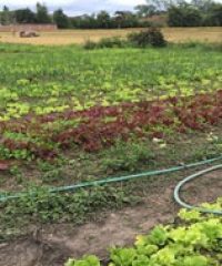 Sustainable Agriculture Market Access Development Project – SAMADP (1)