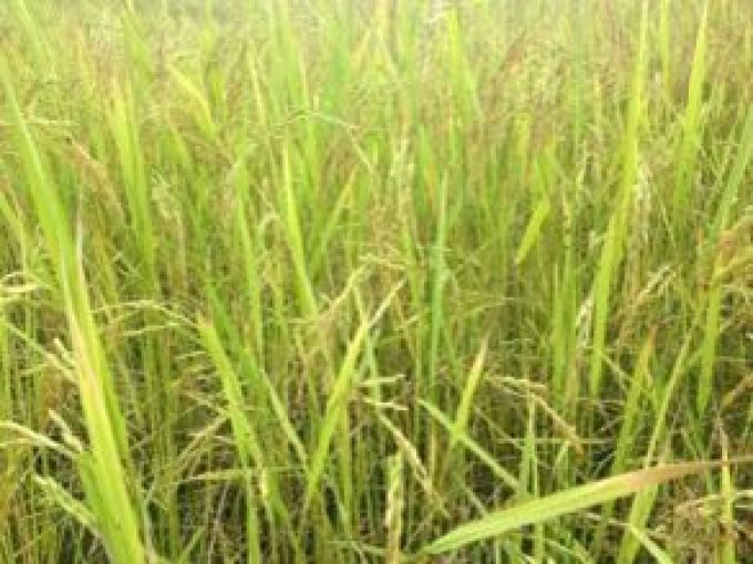 Sangthong Organic Rice Producer Group (2)