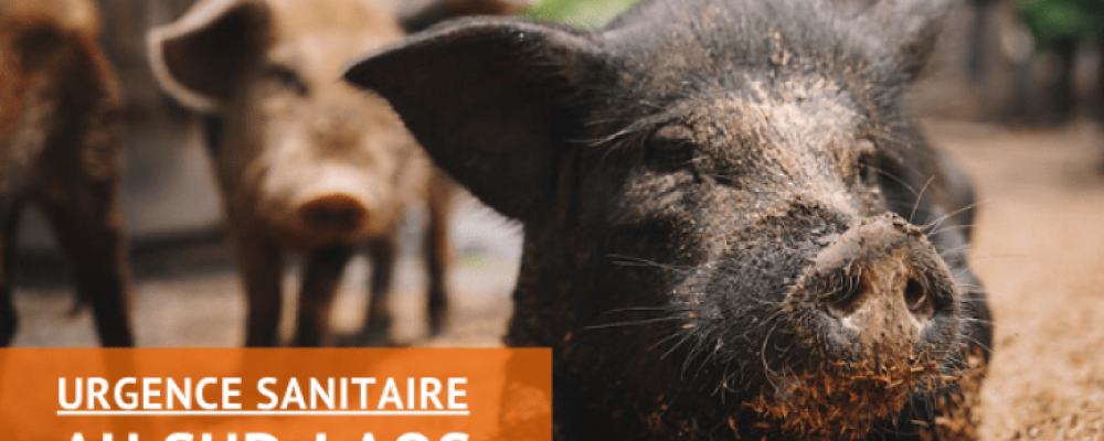 African Swine Fever (ASF): the other pandemic, situation and impact in Lao PDR