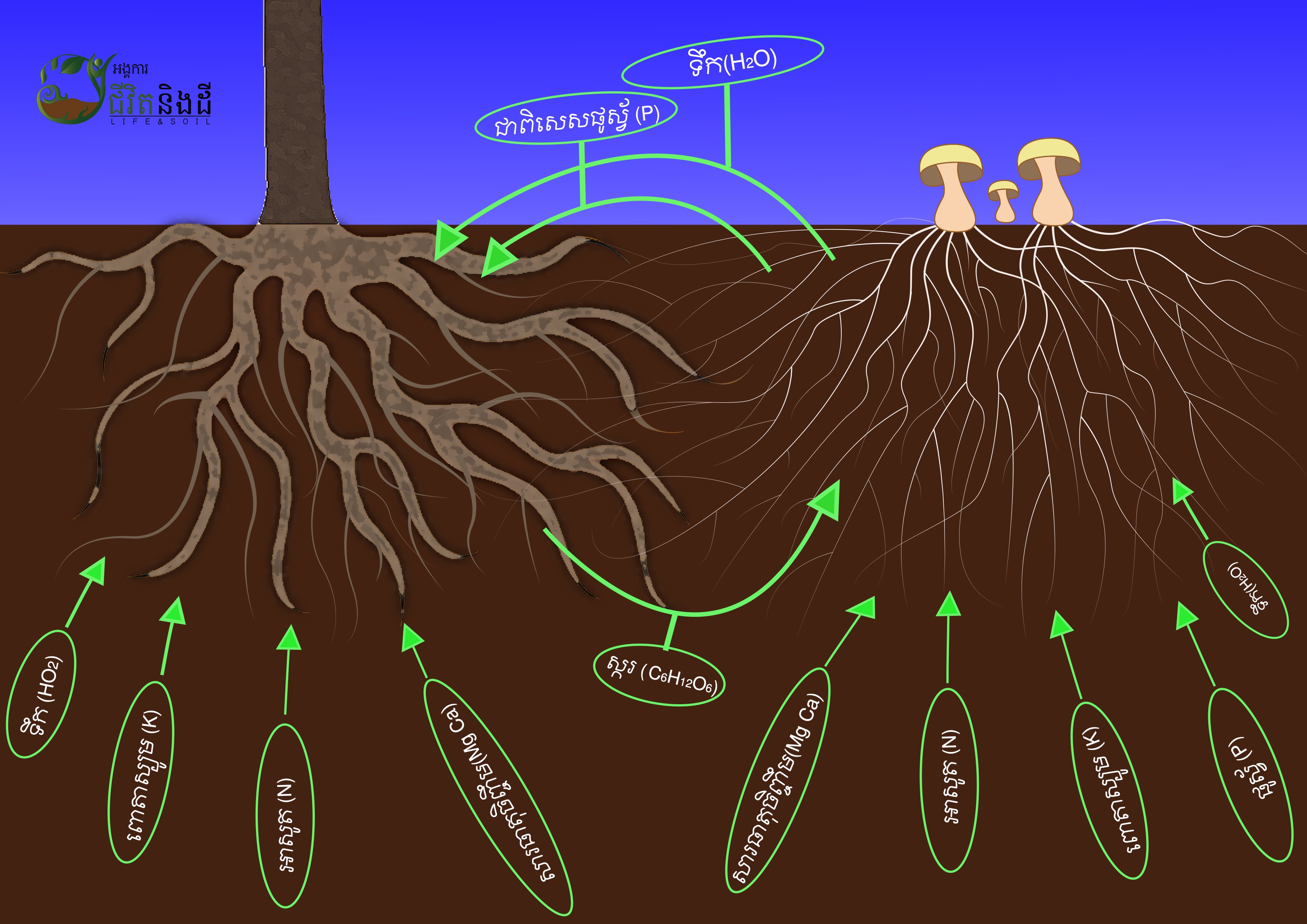 fungi and root tree ALiSEA .. Agroecology Learning alliance in