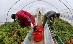 The Research and Extension Unit (AGDR) presents a webinar on: EXTENSION AND ADVISORY SERVICES:   at frontline of COVID-19 response ensuring food security in Asia  Tuesday, 19th May 2020
